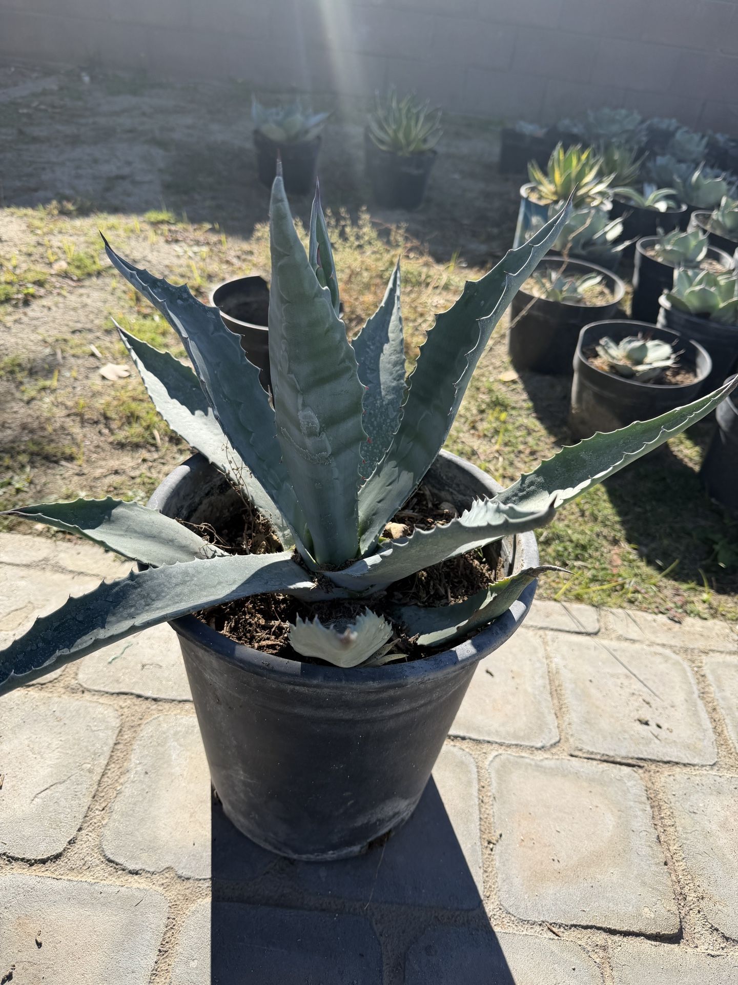 Agave Americana – 5 Gallon (6 Available)