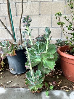 Echeveria plant