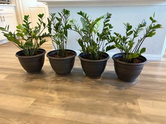 ZZ Plants in Dark Pots – Set of 4