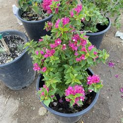 Bougainvillea 5gal