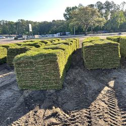 St Augustine Sod 