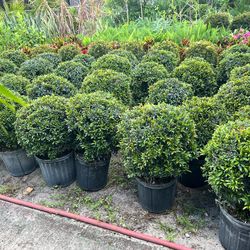 Single ball topiary in 3gls pot. SPECIAL PRICE 🤩