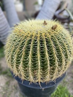 Cactus Barrel 17 Inch W. For 12inch H.