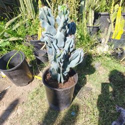 Monstrosis Apple Cactus Plant