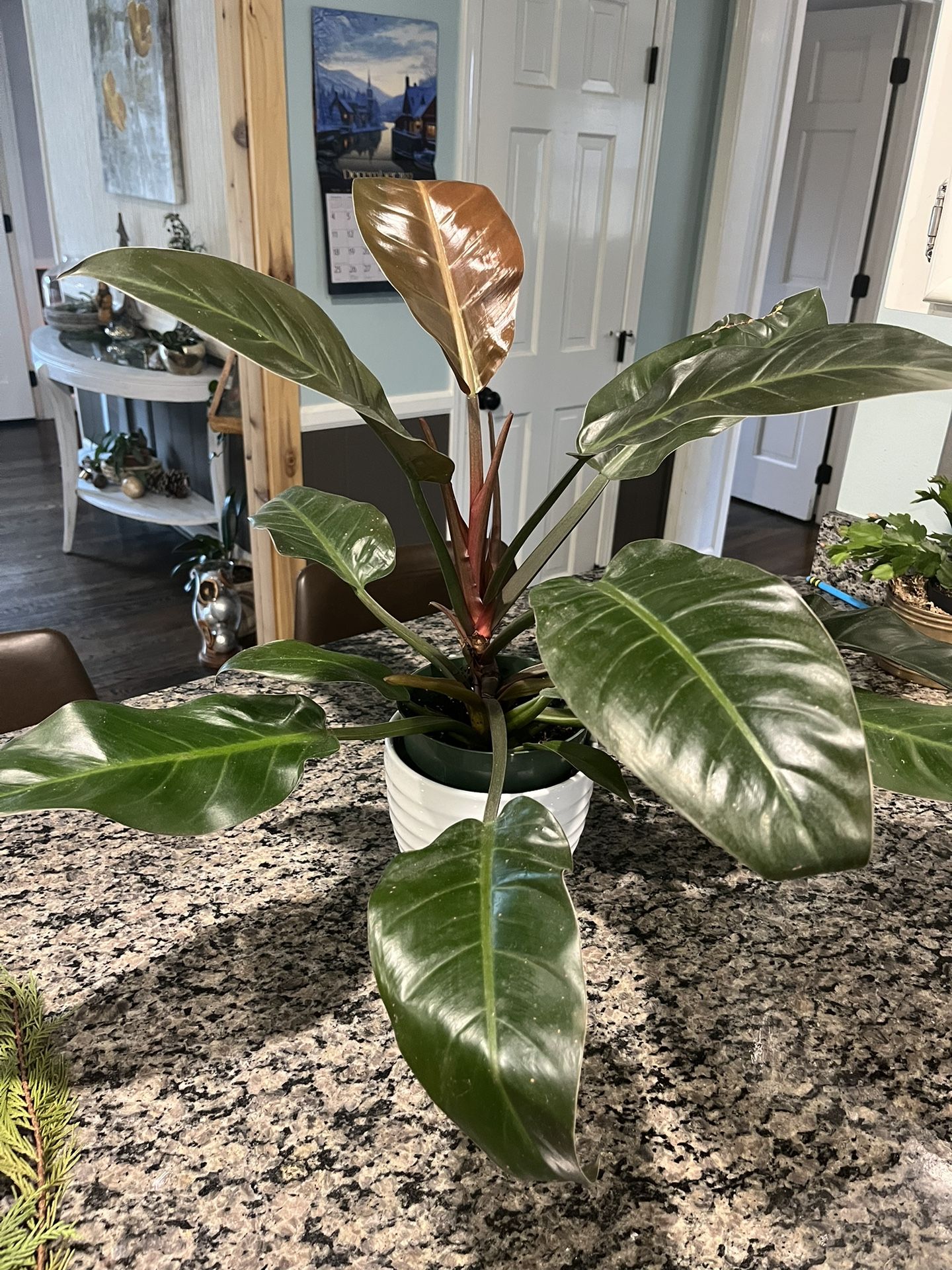 Rojo Congo Philodendron