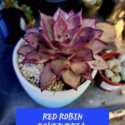 PLANT SALE THIS WEEK IN SAN LORENZO..SKYLINE SUCCULENTS OF SAN LORENZO