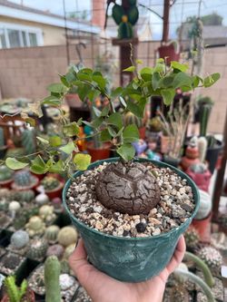 Dioscorea Elephantipes 6” pot
