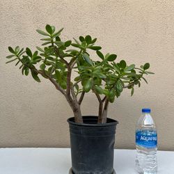 Live 17in Jade Plant 🪴 18 x17x17