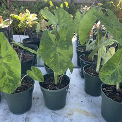 Colocasias & Alocasias