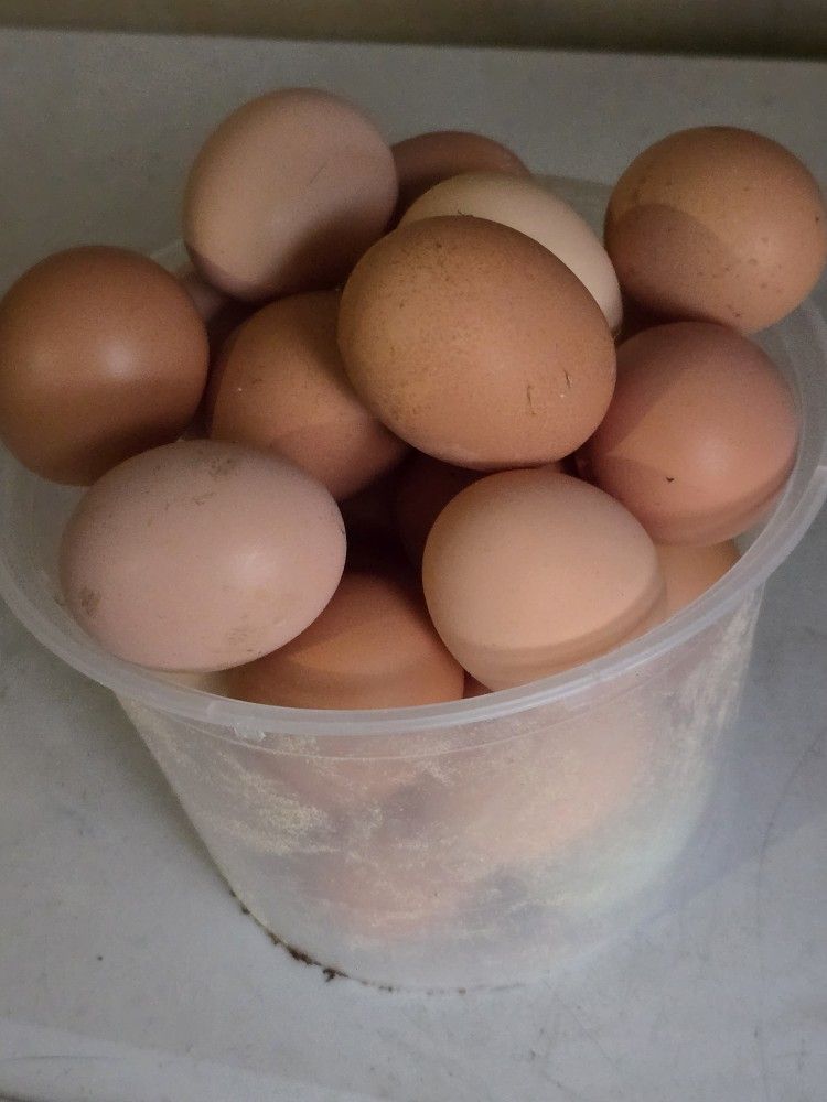fresh eggs backyard chickens 