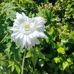 Flower's Artificial Synthetic Fake, White.