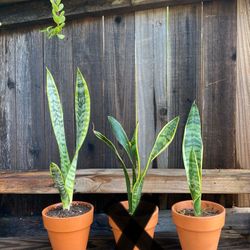 Indoor Mother-in-Law Or Snake Plant