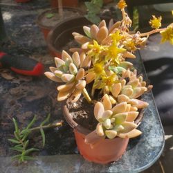 Sedum  Succulents Plant 