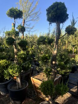 Bonsai Juniper “ Pom Poms” 