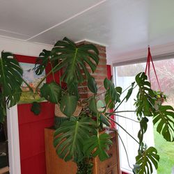 Large Monstera plant