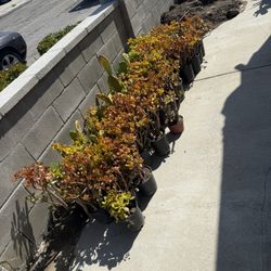 Free Must Take All 1 Gallon Less Then 50 Plants 
