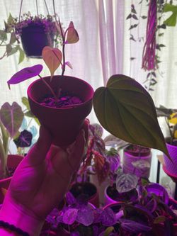 Philo Micans With Terra Cotta Pot 