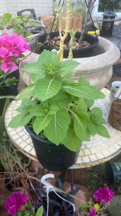 Organic holly basil