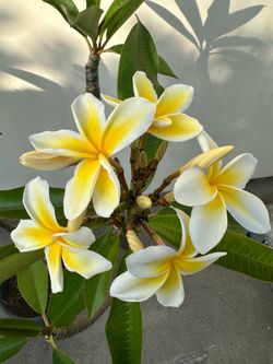 Blooming Plumeria Plant Q5