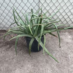 Aloe Plant