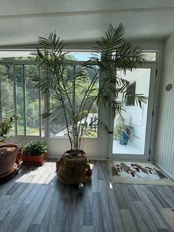 Tall, bamboo palm plant
