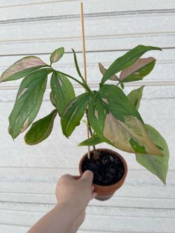 Pink Syngonium plant