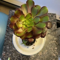 Black Rose. Succulant