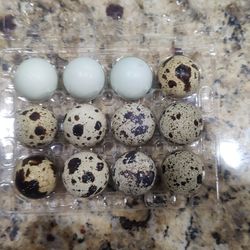 Jumbo Couternix Quail Eggs