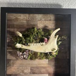 Oddities/Taxidermy deer jaw bone shadow box