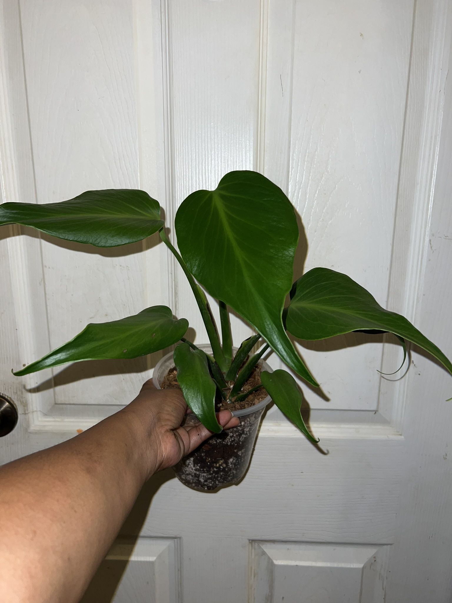 Monstera Burle Marx Flame
