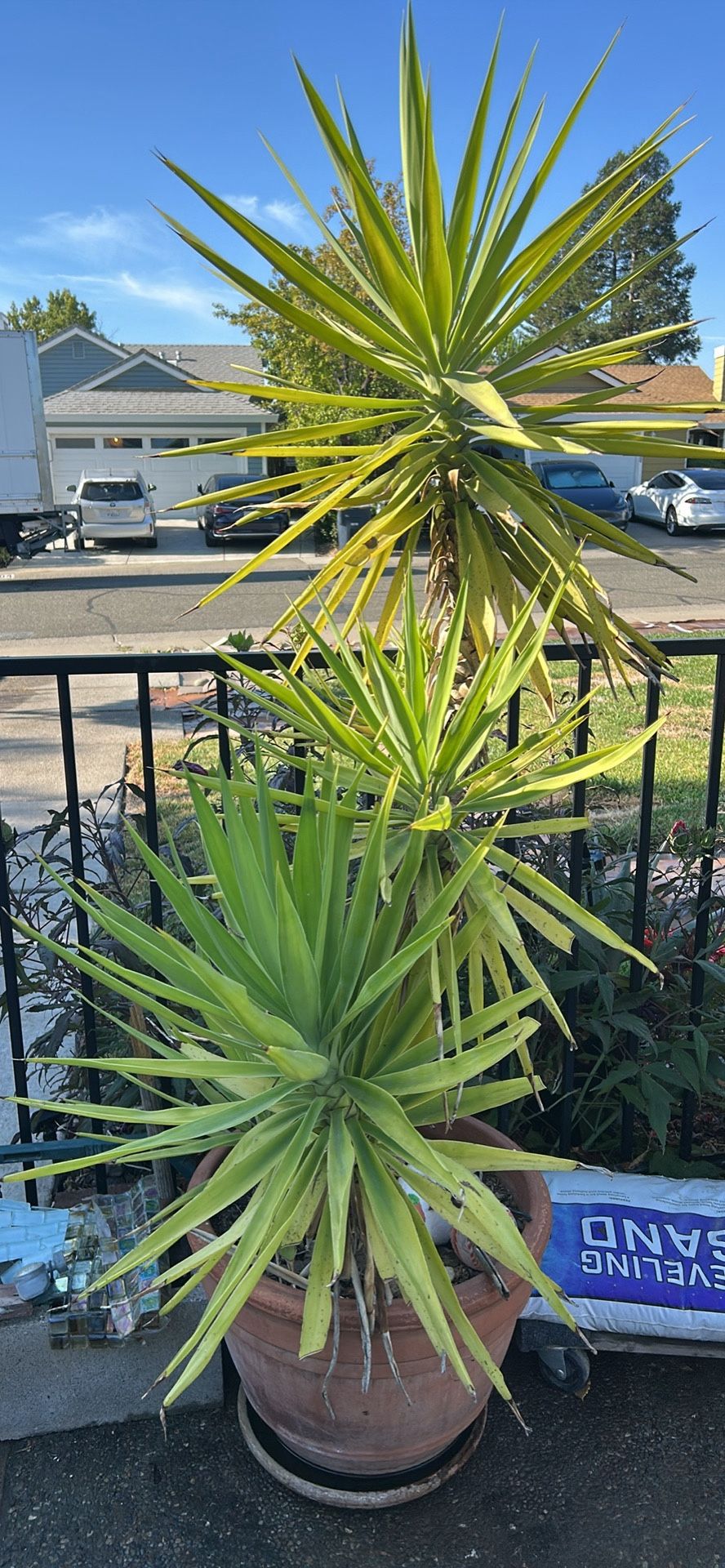 Yucca Plant