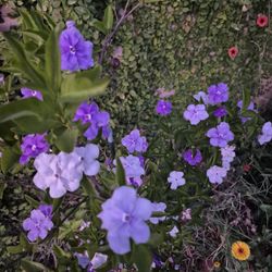 Today Tomorrow and Always 