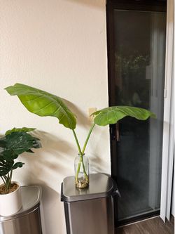 Glass Alocasia Decor with pebbles