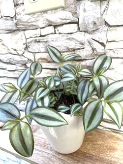 Tradescantia Zebrina Beautiful Trailing House Plant In Cute Ceramic Pot 6"H. Macrame Is An Extra $5.