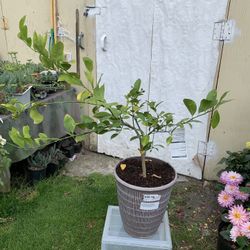 Outdoor lemon