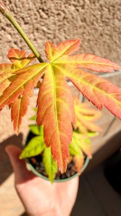 japanese orange dream maple in a 3” cup
