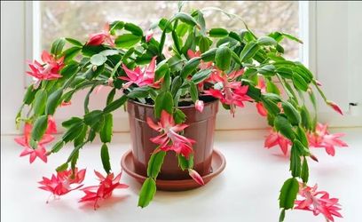 Rare Purple Dancer Christmas cactus plant/ indoor plant/ house plant flower patio garden