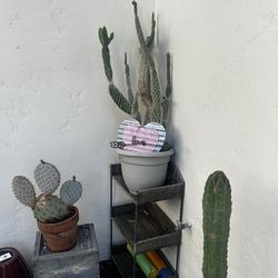 Large Cactus Plants
