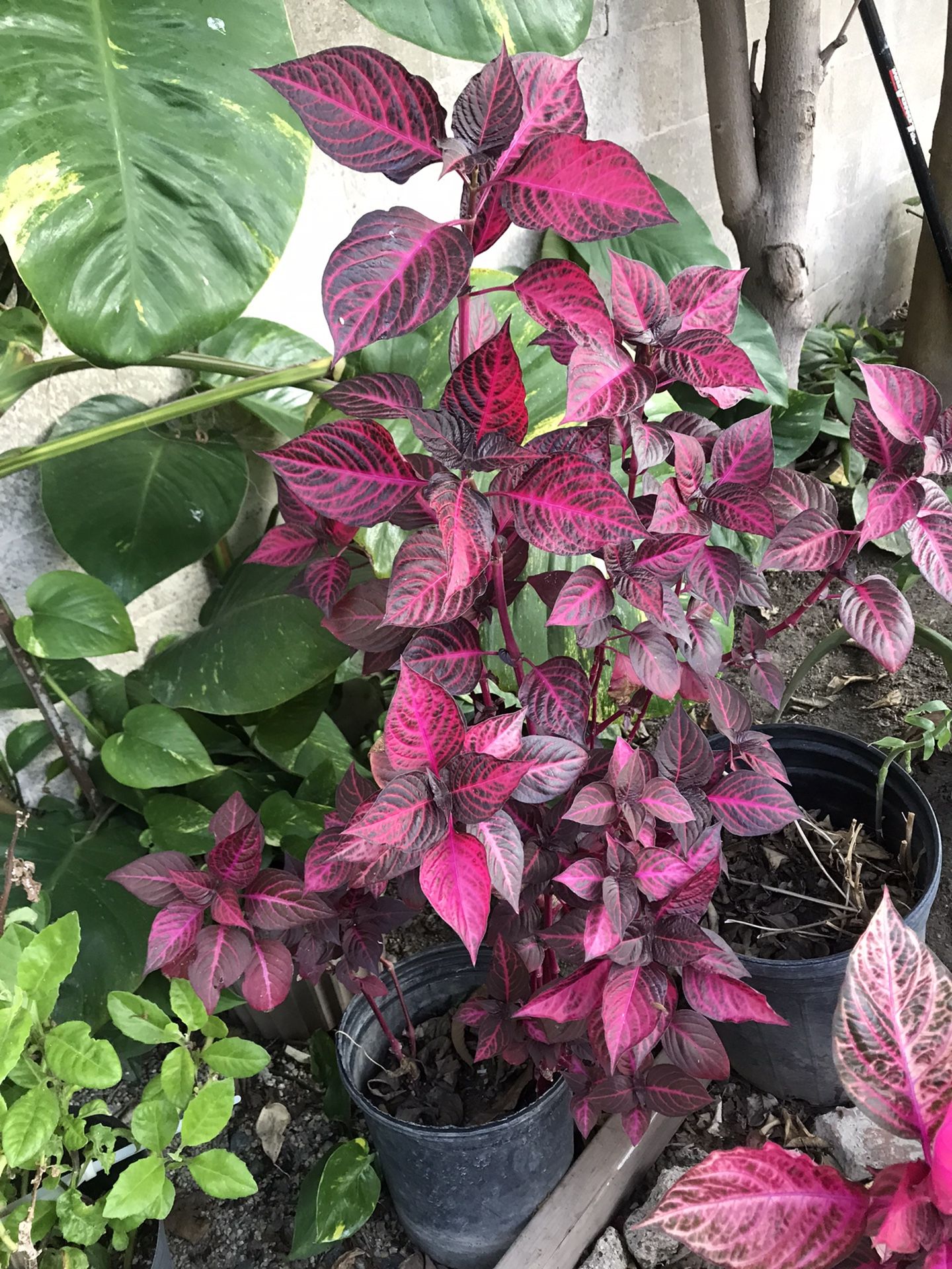 Plantas guindas $25 cada uno