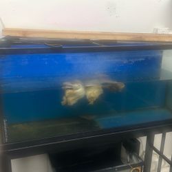 Fish tank With Stand 