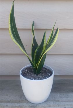Snake Plant 🪴