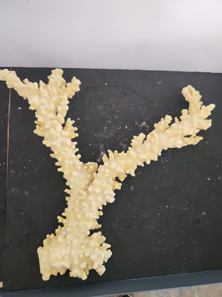 Natural Multi Branch Coral