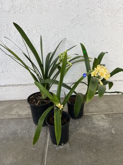 Homegrown Yellow Clivia Flowers