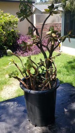 Jade and Painted Lady Succulent