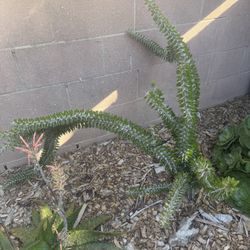 Madagascar ocotillo Cutting