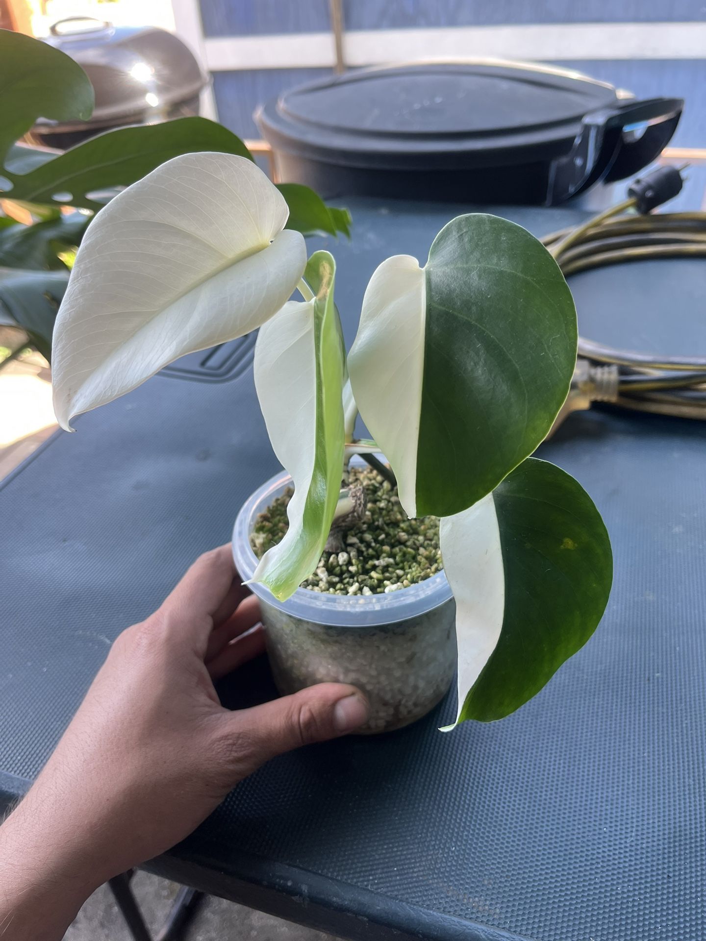 kissenbezug monstera Kissenhülle aus 100% Baumwolle mit Monstera Blattmuster main image 1