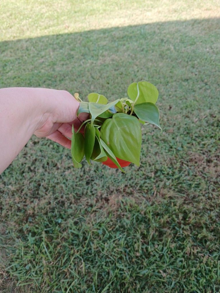 Neon Philodendron