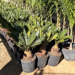 Sego palms 10" pots