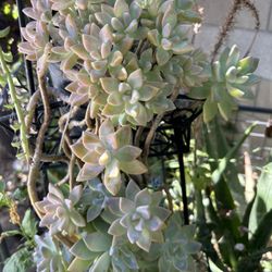 Planta Colgante
