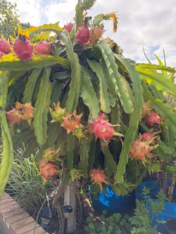 Organic Dragon fruit